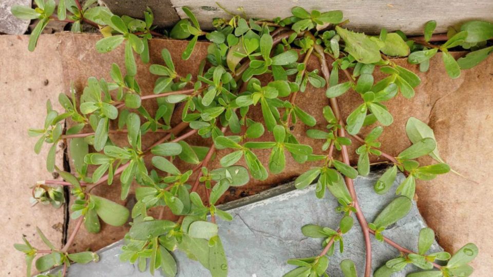 ��� �������� ��������: ����������� ������ ��� �����������