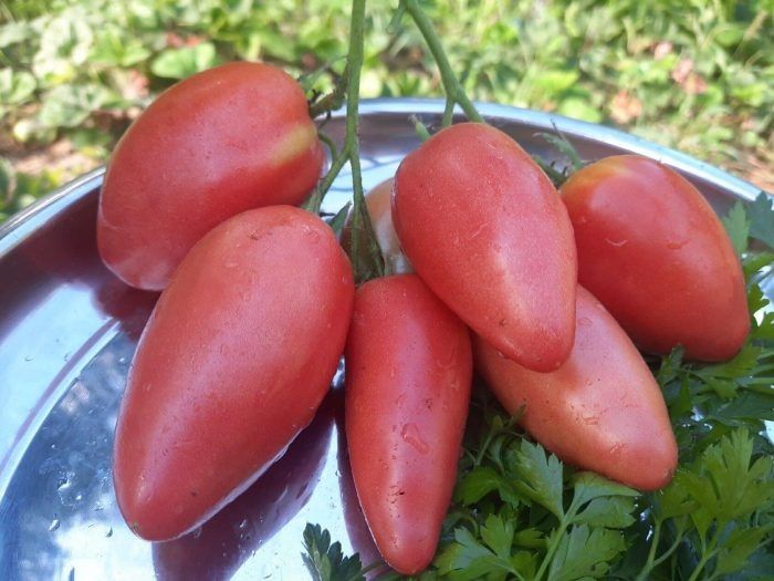 ����� ����������� �������: ��������� ����, ������� ������� ���� ������