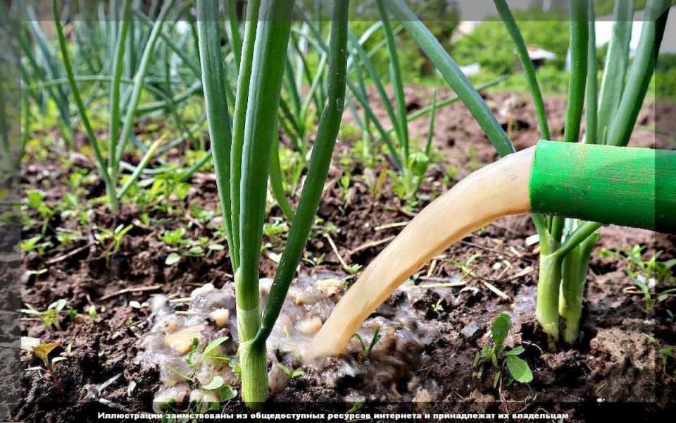 Июньский уход за луком и чесноком: секреты успешного урожая