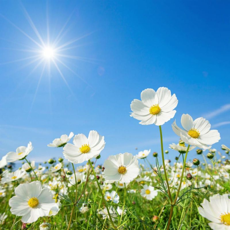 ���������� ���: ������� ������������ ��� �������� ��������