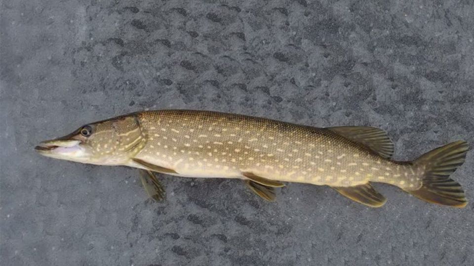 ������ ������ ���� � ��������� ���� � ��������� �������