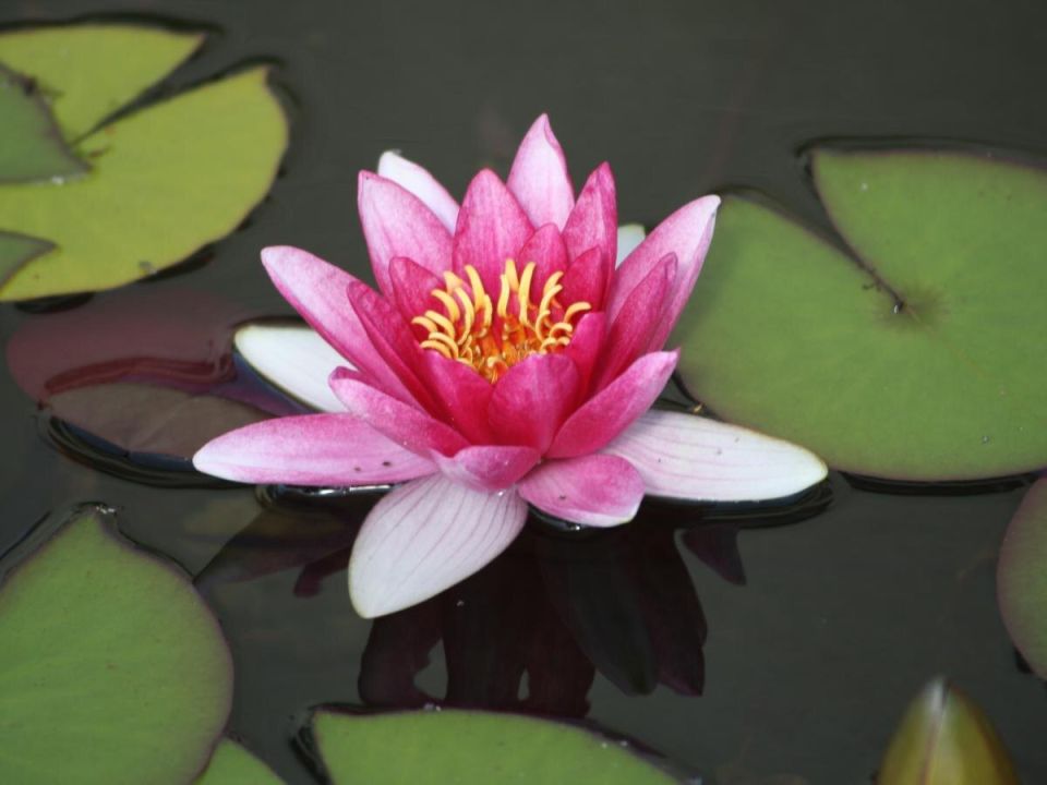 ������� ��������� �������� ����������� ������