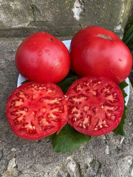 ����� ���� ����������� ����: �����avaganza ����� � �����