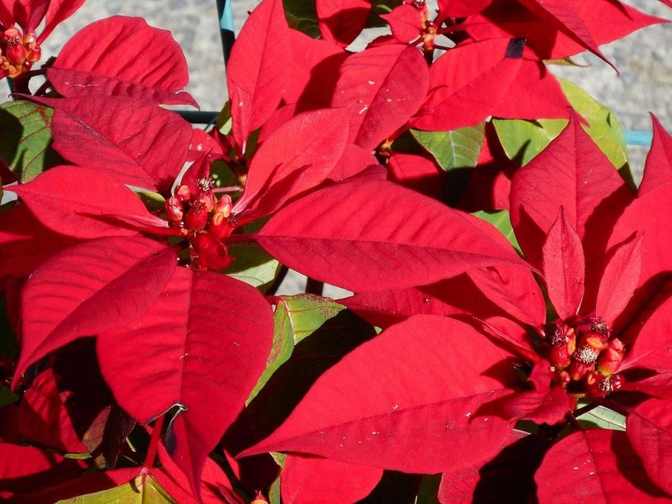 ����������: ��� �������� �������� ������� �� ��������������