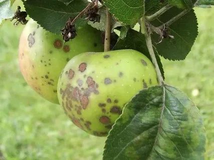 ��� �������� ������ �� �����: ��� �������� ����