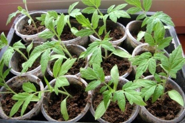 ��� � ��� ������������� ������� ���������: ������� ��������� �����