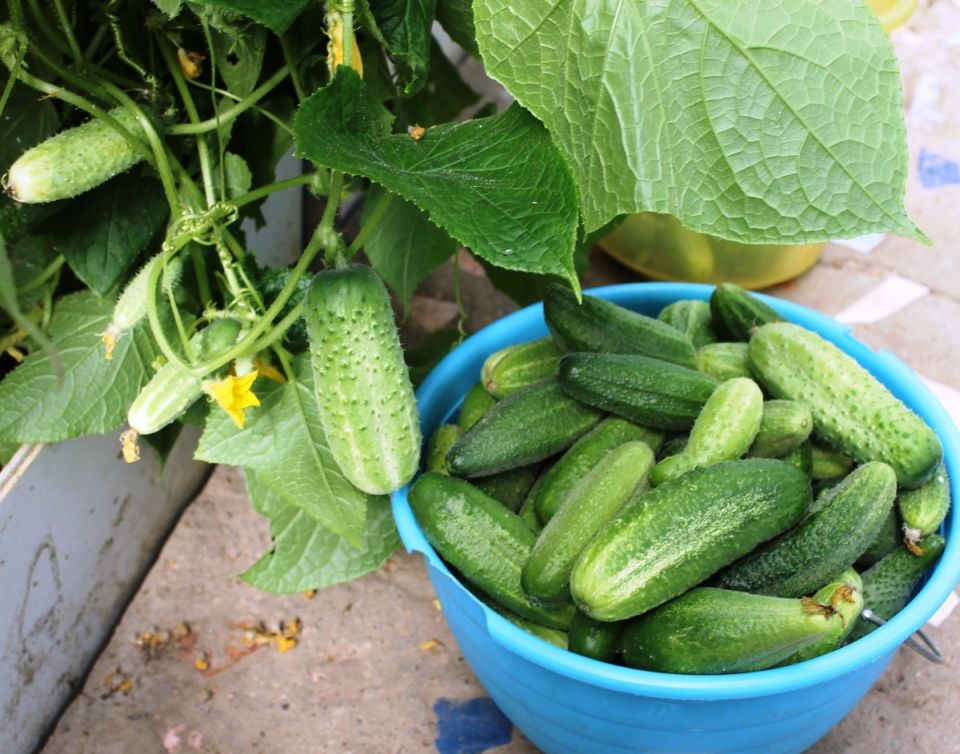 ��� �������� ������ �������: �������� ������� � �������