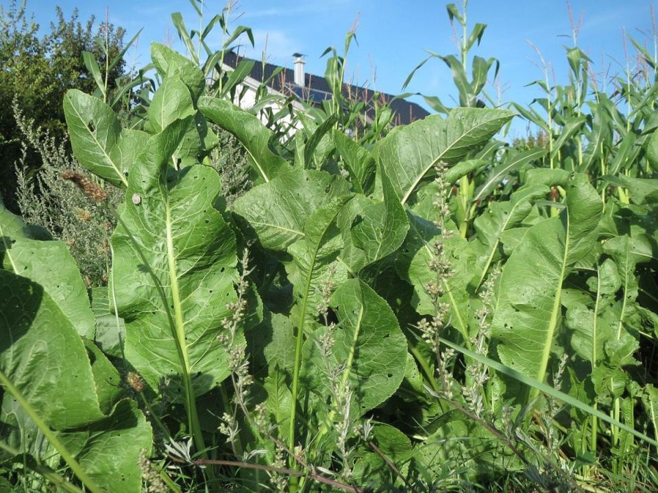 ����������� ������ ������ � ������ �� ����: �� ����� �� ����������