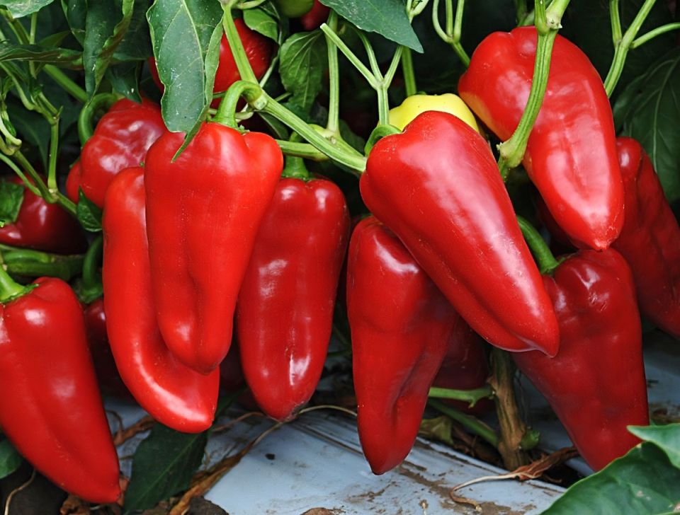 ����� ��������� ������ ������ ��� ������ �������