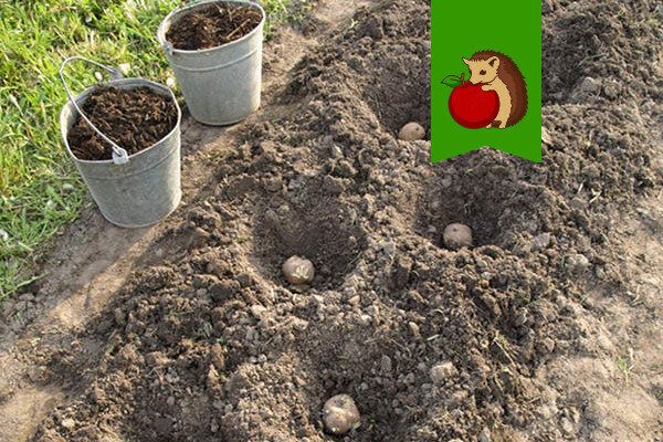 Что добавить в лунку для успешной посадки картофеля