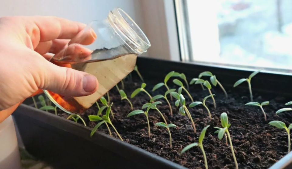 ��� ������, ���� ������� ������� �� �����