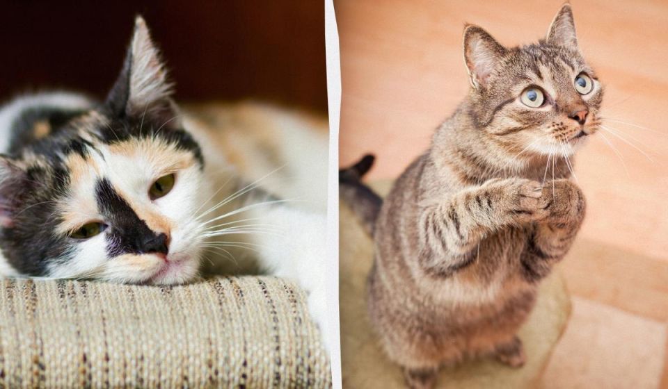 ������� ���������� ��� �� ������ ����: ��� ������� ����������