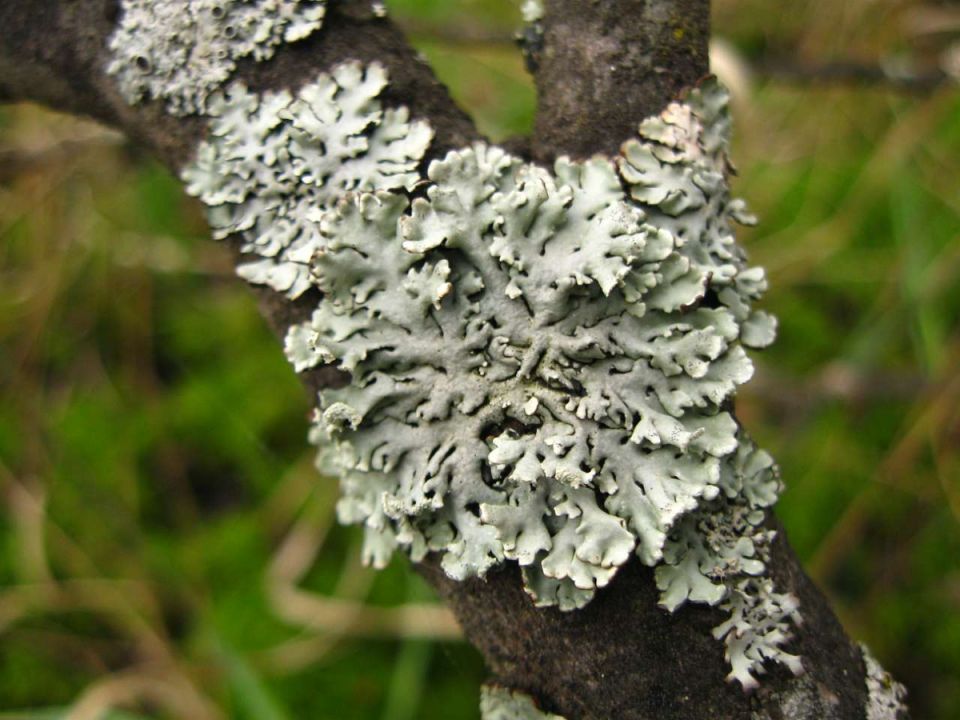 Как эффективно справиться с серым лишайником на яблонях