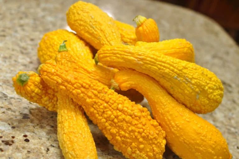 Крукнек: уникальный кабачок, о котором вы могли не знать