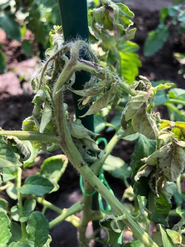 Что означают коричневые полосы на стволе томата и увядшие листья?