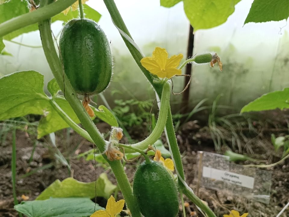 ������� ����� ����� �� �������: ��� �������� ������