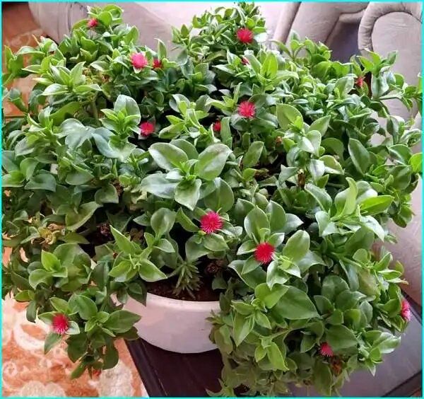 Аптения: как сделать свой дом ярче с помощью этого удивительного суккулента