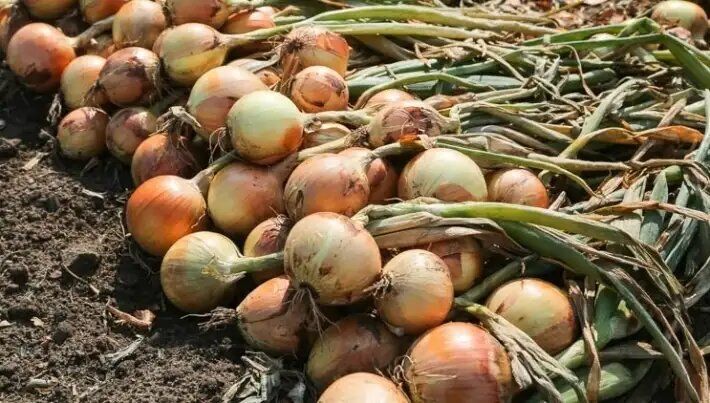 Как избежать ошибок при уборке лука: три дела, которые могут навредить вашему урожаю